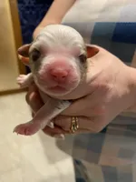 Valor, a male Miniature Australian Shepherd and Toy Australian Shepherd for sale in Marysville, WA – Photo 3 of 5