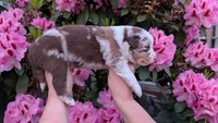 Valor, a male Miniature Australian Shepherd and Toy Australian Shepherd for sale in Marysville, WA – 2 of 9