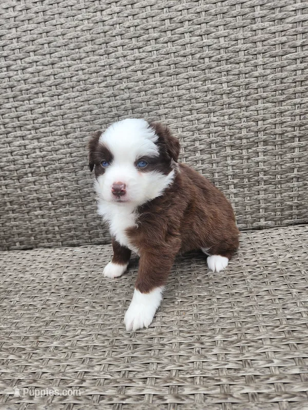 Prosperity – Miniature Australian Shepherd, Toy Australian Shepherd puppy for sale in Marysville, WA