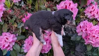 Triumph, a female Miniature Australian Shepherd and Toy Australian Shepherd for sale in Marysville, WA – 2 of 10