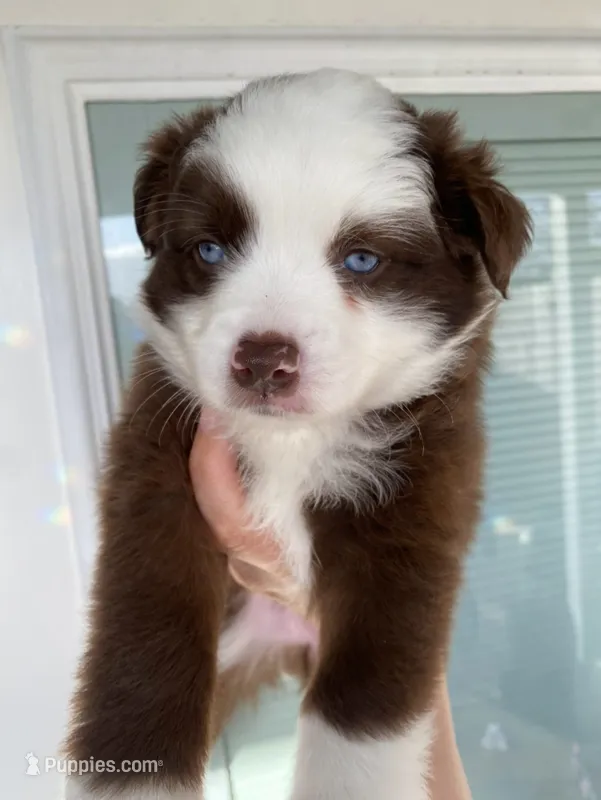 Prosperity – Miniature Australian Shepherd, Toy Australian Shepherd puppy for sale in Marysville, WA