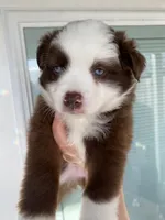 Prosperity, a female Miniature Australian Shepherd and Toy Australian Shepherd for sale in Marysville, WA – 1 of 10