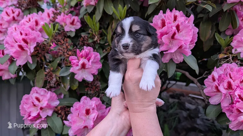 Triumph – Miniature Australian Shepherd, Toy Australian Shepherd puppy on hold in Marysville, WA