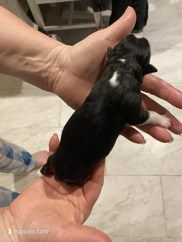 Triumph – Miniature Australian Shepherd, Toy Australian Shepherd puppy for sale in Marysville, WA