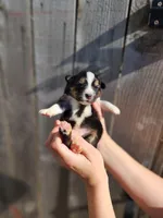 Triumph, a female Miniature Australian Shepherd and Toy Australian Shepherd for sale in Marysville, WA – 6 of 10