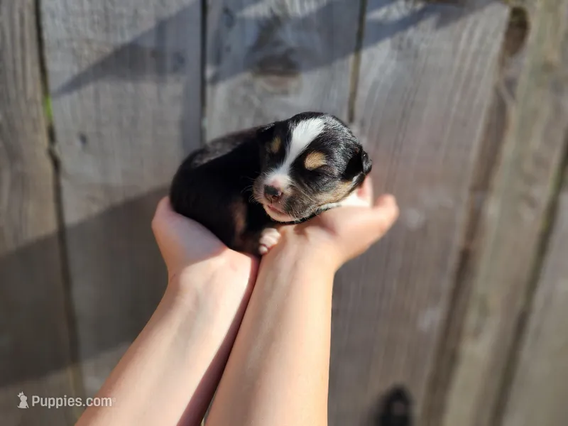 Triumph – Miniature Australian Shepherd, Toy Australian Shepherd puppy for sale in Marysville, WA