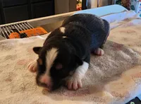 Triumph, a female Miniature Australian Shepherd and Toy Australian Shepherd for sale in Marysville, WA – 8 of 10