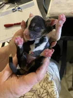 Triumph, a female Miniature Australian Shepherd and Toy Australian Shepherd for sale in Marysville, WA – Photo 2 of 3