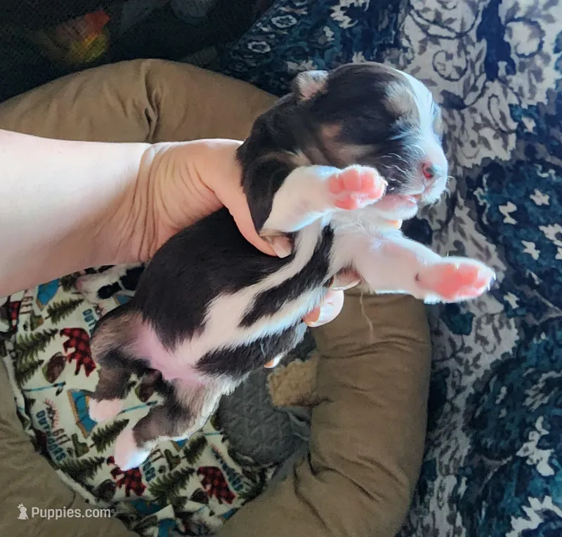 Triumph – Miniature Australian Shepherd, Toy Australian Shepherd puppy for sale in Marysville, WA