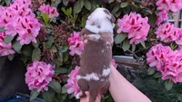 Valor, a male Miniature Australian Shepherd and Toy Australian Shepherd for sale in Marysville, WA – 4 of 9