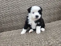 Mercy, a female Miniature Australian Shepherd and Toy Australian Shepherd for sale in Marysville, WA – 4 of 10