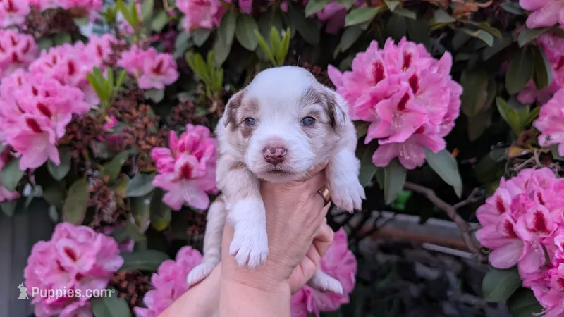 Honor – Miniature Australian Shepherd, Toy Australian Shepherd puppy on hold in Marysville, WA