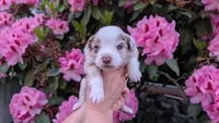 Honor, a female Miniature Australian Shepherd and Toy Australian Shepherd for sale in Marysville, WA – 1 of 9