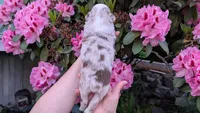 Honor, a female Miniature Australian Shepherd and Toy Australian Shepherd for sale in Marysville, WA – 4 of 9