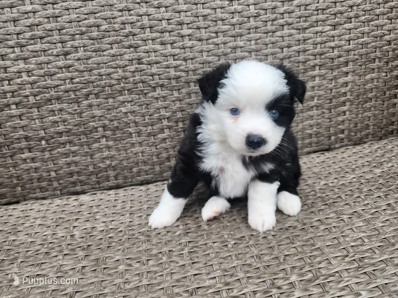 Mercy – Miniature Australian Shepherd, Toy Australian Shepherd puppy for sale in Marysville, WA