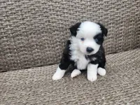 Mercy, a female Miniature Australian Shepherd and Toy Australian Shepherd for sale in Marysville, WA – 2 of 10