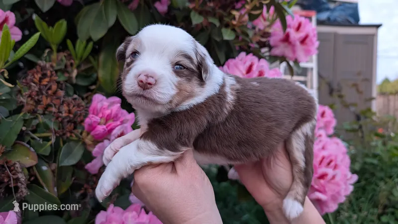 Valor – Miniature Australian Shepherd, Toy Australian Shepherd puppy on hold in Marysville, WA