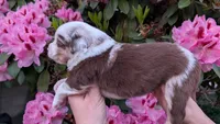 Valor, a male Miniature Australian Shepherd and Toy Australian Shepherd for sale in Marysville, WA – 3 of 9