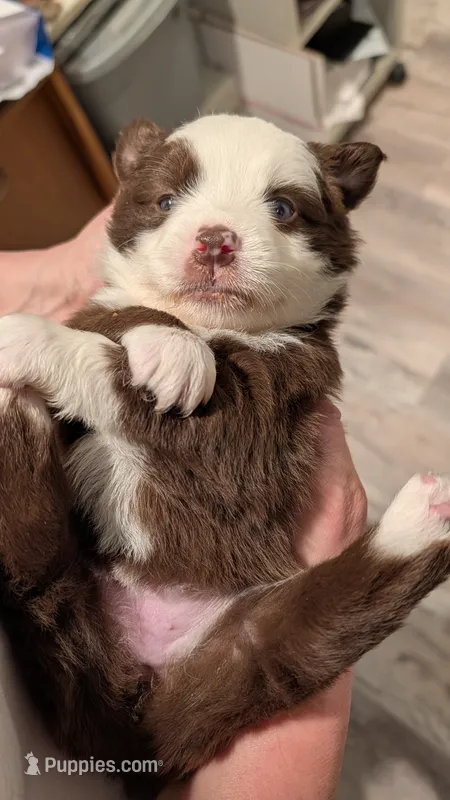 Prosperity – Miniature Australian Shepherd, Toy Australian Shepherd puppy for sale in Marysville, WA