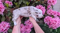Justice, a male Miniature Australian Shepherd and Toy Australian Shepherd for sale in Marysville, WA – 3 of 8