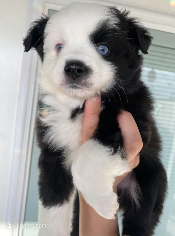 Mercy – Miniature Australian Shepherd, Toy Australian Shepherd puppy for sale in Marysville, WA