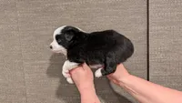 Mercy, a female Miniature Australian Shepherd and Toy Australian Shepherd for sale in Marysville, WA – 6 of 10