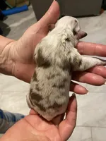 Justice, a male Miniature Australian Shepherd and Toy Australian Shepherd for sale in Marysville, WA – Photo 3 of 4