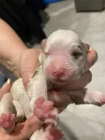 Justice, a male Miniature Australian Shepherd and Toy Australian Shepherd for sale in Marysville, WA – Photo 2 of 4