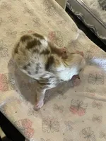 Justice, a male Miniature Australian Shepherd and Toy Australian Shepherd for sale in Marysville, WA – Photo 4 of 4