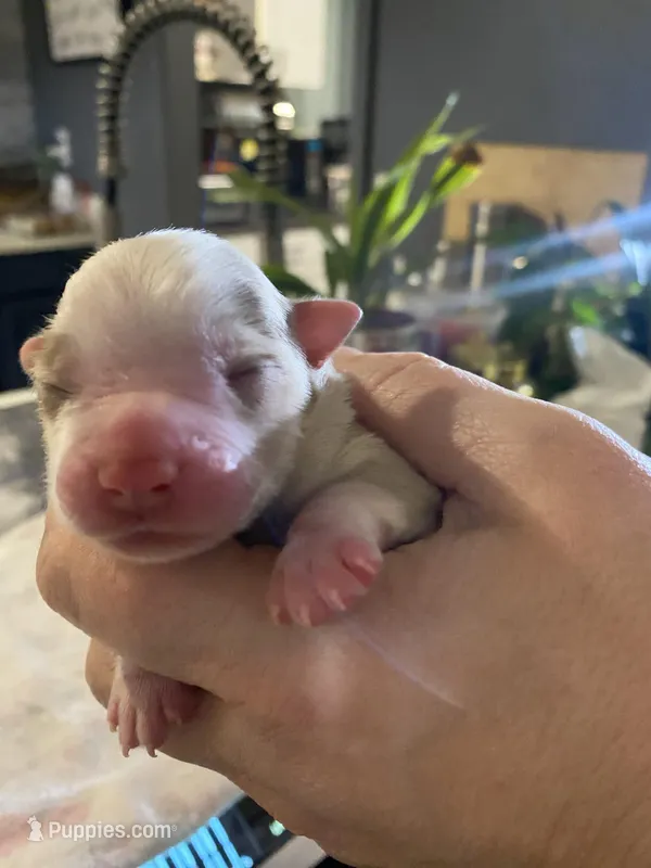 Justice – Miniature Australian Shepherd, Toy Australian Shepherd puppy on hold in Marysville, WA