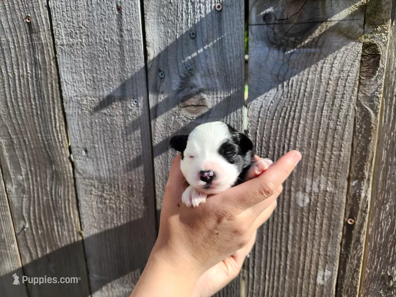 Mercy – Miniature Australian Shepherd, Toy Australian Shepherd puppy for sale in Marysville, WA