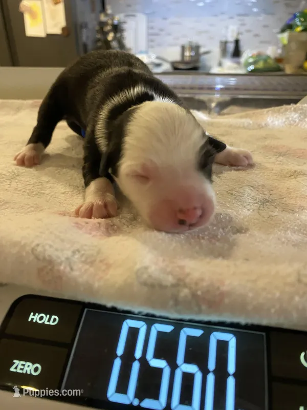 Mercy – Miniature Australian Shepherd, Toy Australian Shepherd puppy for sale in Marysville, WA