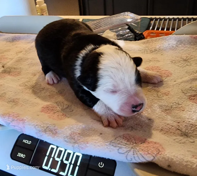 Mercy – Miniature Australian Shepherd, Toy Australian Shepherd puppy for sale in Marysville, WA