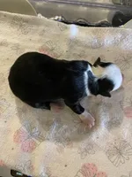 Mercy, a female Miniature Australian Shepherd and Toy Australian Shepherd for sale in Marysville, WA – Photo 2 of 3