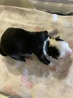 Mercy, a female Miniature Australian Shepherd and Toy Australian Shepherd for sale in Marysville, WA – Photo 3 of 3