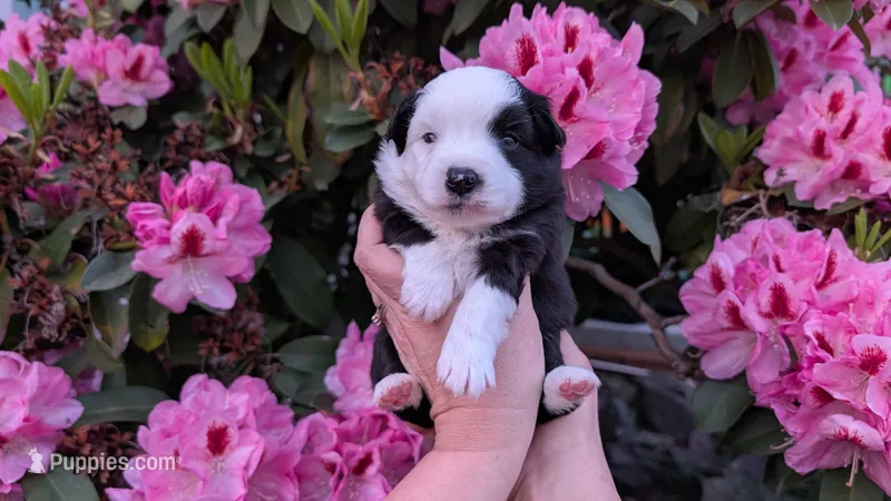 Mercy – Miniature Australian Shepherd, Toy Australian Shepherd puppy for sale in Marysville, WA