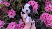 Mercy, a female Miniature Australian Shepherd and Toy Australian Shepherd for sale in Marysville, WA – 9 of 10