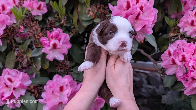 Prosperity – Miniature Australian Shepherd, Toy Australian Shepherd puppy for sale in Marysville, WA