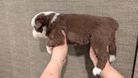 Prosperity, a female Miniature Australian Shepherd and Toy Australian Shepherd for sale in Marysville, WA – 6 of 10