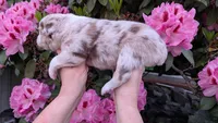 Honor, a female Miniature Australian Shepherd and Toy Australian Shepherd for sale in Marysville, WA – 3 of 9