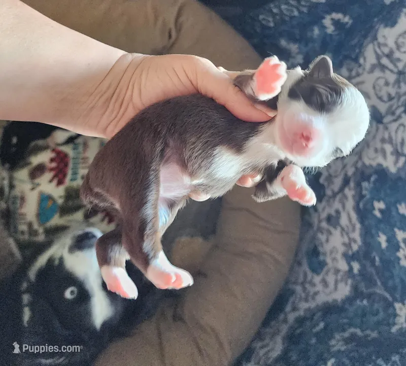 Prosperity – Miniature Australian Shepherd, Toy Australian Shepherd puppy for sale in Marysville, WA