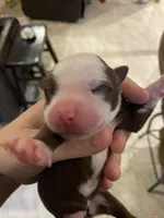 Prosperity, a female Miniature Australian Shepherd and Toy Australian Shepherd for sale in Marysville, WA – Photo 3 of 5