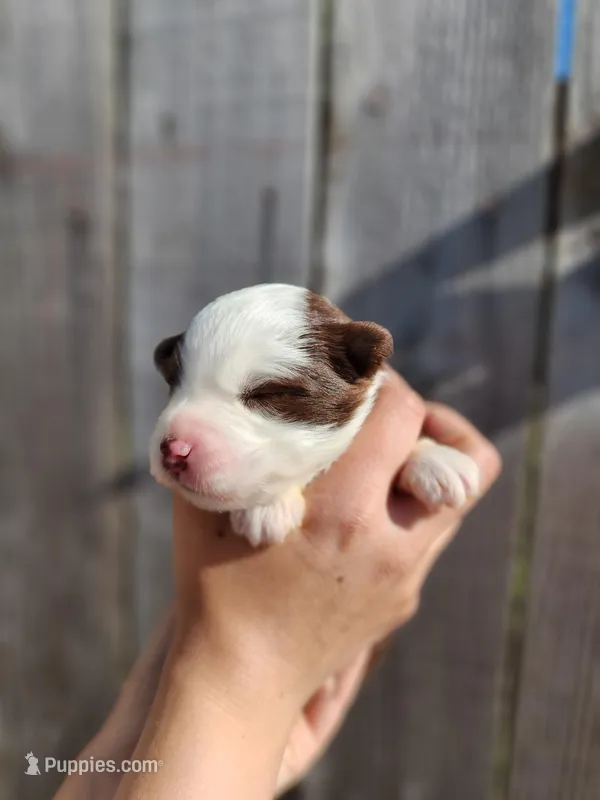 Prosperity – Miniature Australian Shepherd, Toy Australian Shepherd puppy for sale in Marysville, WA