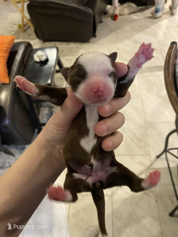 Prosperity – Miniature Australian Shepherd, Toy Australian Shepherd puppy for sale in Marysville, WA