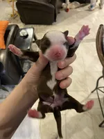 Prosperity, a female Miniature Australian Shepherd and Toy Australian Shepherd for sale in Marysville, WA – Photo 1 of 5