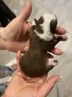 Prosperity, a female Miniature Australian Shepherd and Toy Australian Shepherd for sale in Marysville, WA – Photo 5 of 5
