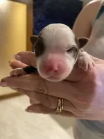Prosperity, a female Miniature Australian Shepherd and Toy Australian Shepherd for sale in Marysville, WA – Photo 2 of 5