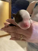 Prosperity, a female Miniature Australian Shepherd and Toy Australian Shepherd for sale in Marysville, WA – Photo 4 of 5