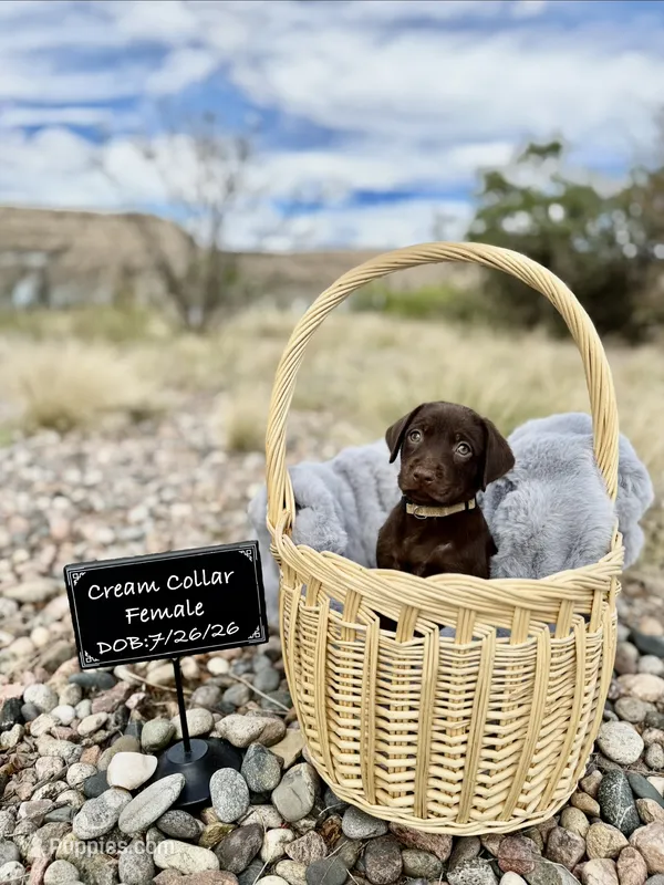 Miss Cream – Labrador Retriever puppy for sale in Florence, CO