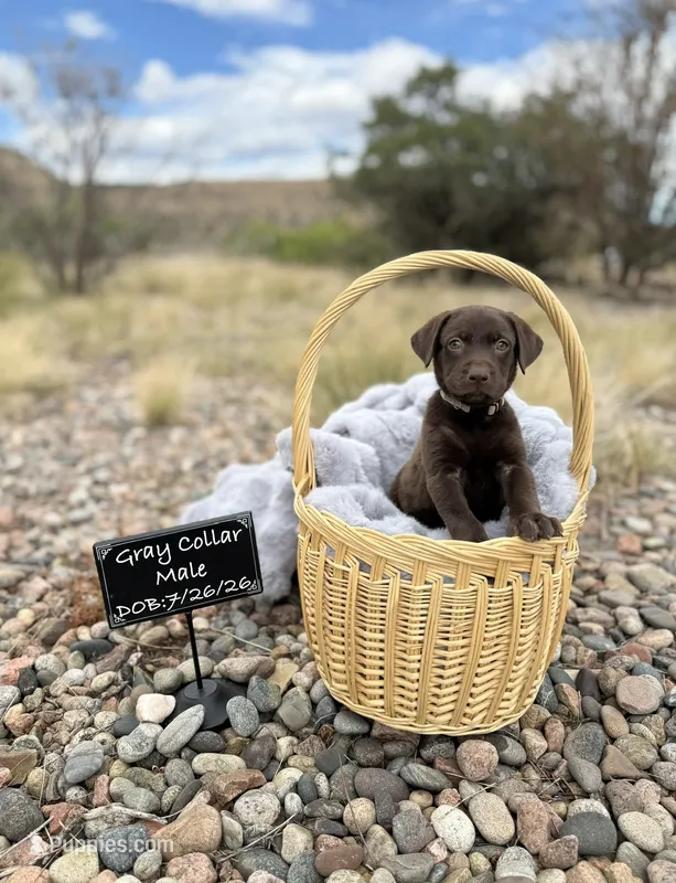 Mr Gray – Labrador Retriever puppy for sale in Florence, CO